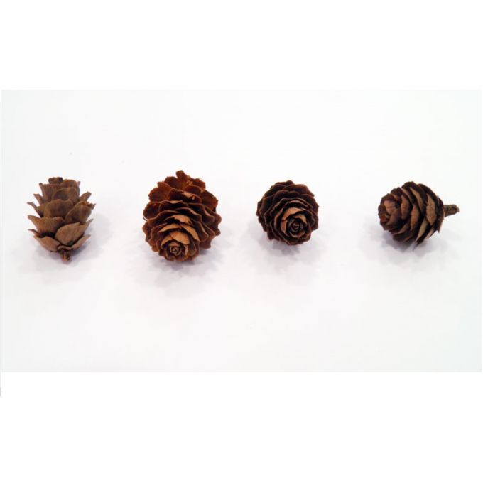 Κουκουνάρι Μίνι Φυσικό 2-4cm ΕΞΑΝΤΛΗΘΗΚΕ
