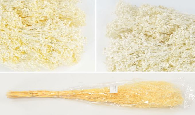 ΓΥΨΟΦΥΛΛΟ ΧΟΝΤΡΟ 70cm 1 ΤΕΜΑΧΙΟ