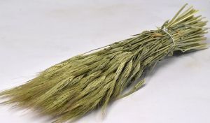 ΚΡΙΘΑΡΙ(BARLEY) 65cm 1 ΤΕΜΑΧΙΟ ΕΞΑΝΤΛΗΘΗΚΕ