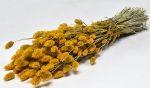 PHALARIS 70cm ΚΙΤΡΙΝΟ
